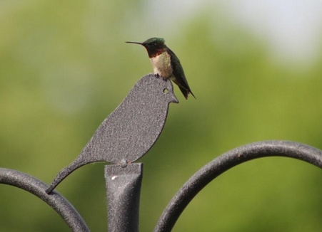 wild birds unlimited ruby throated hummingbirds migrate wild birds unlimited ruby throated hummingbirds migrate
