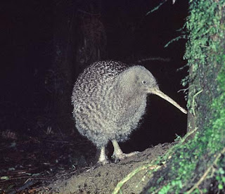 great spotted kiwi