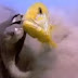 بالفيديو.. سمكتان تعاقبان سلحفاة ضخمة بالضرب المبرح دفاعاً عن بيضهما  