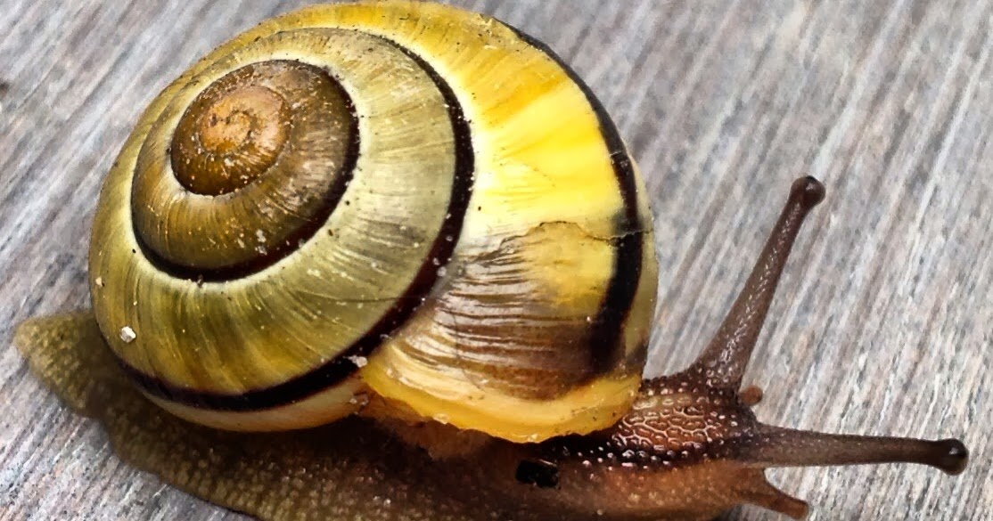 assassin-snail.jpg