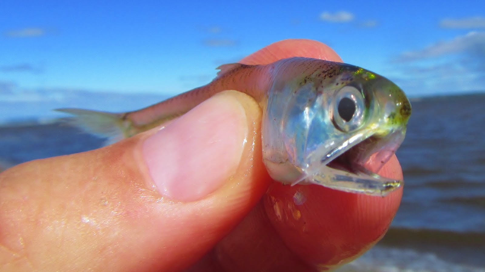Nature on the Edge of New York City Not the Kind of Anchovy You Put on