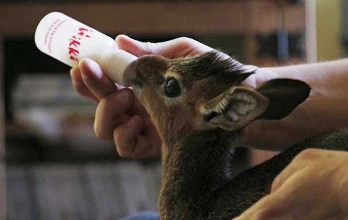 Dik-Dik — A Miniature Antelope Aluna is bottle-fed milk five times a day.