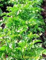 Growing Potatoes in Ground Growing Potatoes in Ground