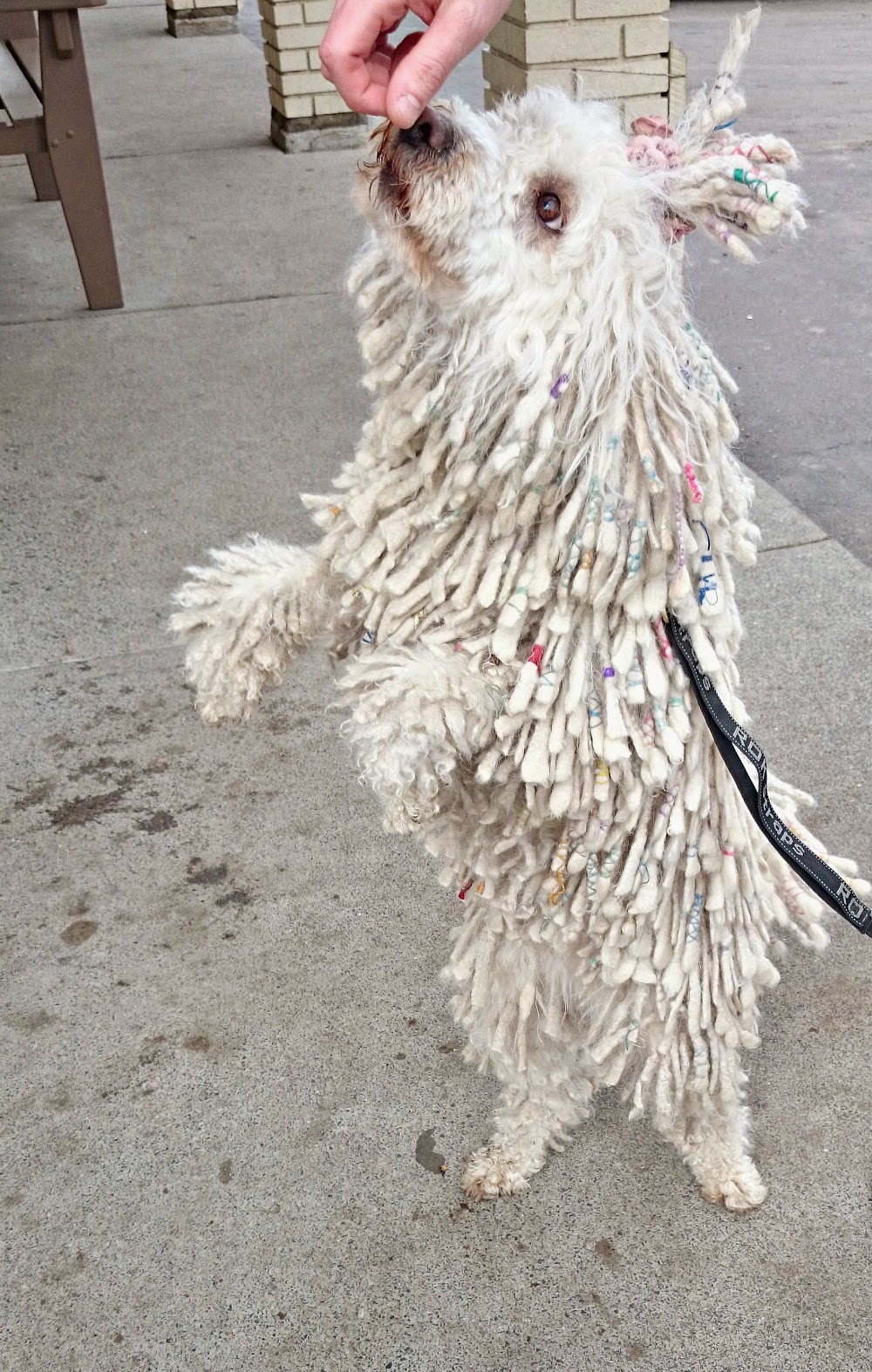 White Puli with Cords