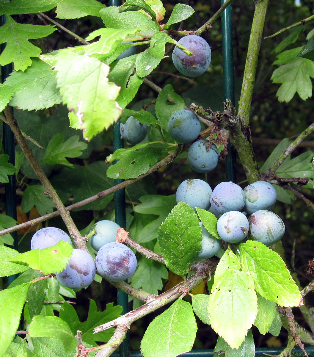 download sloe bush no thorns download sloe bush no thorns