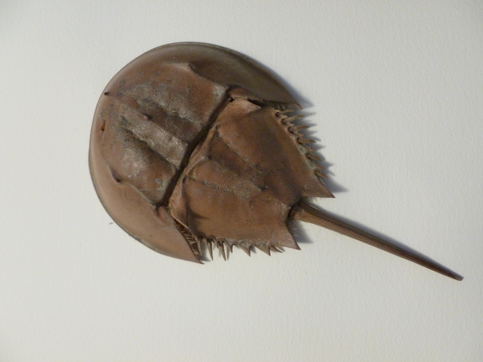 Ocracoke Island Journal Telson