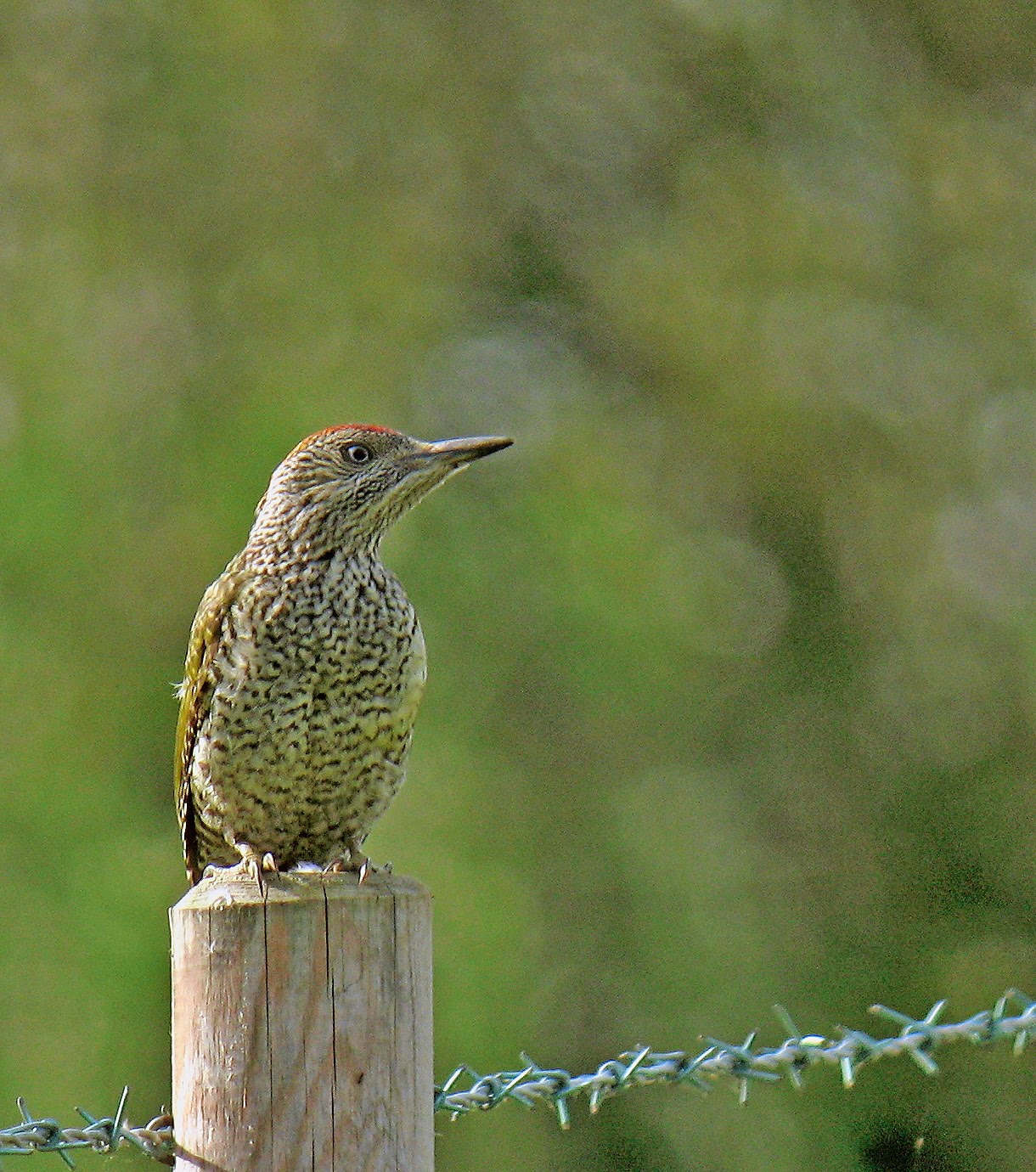 Hedgeland Tales Juvenile Green Woodpecker