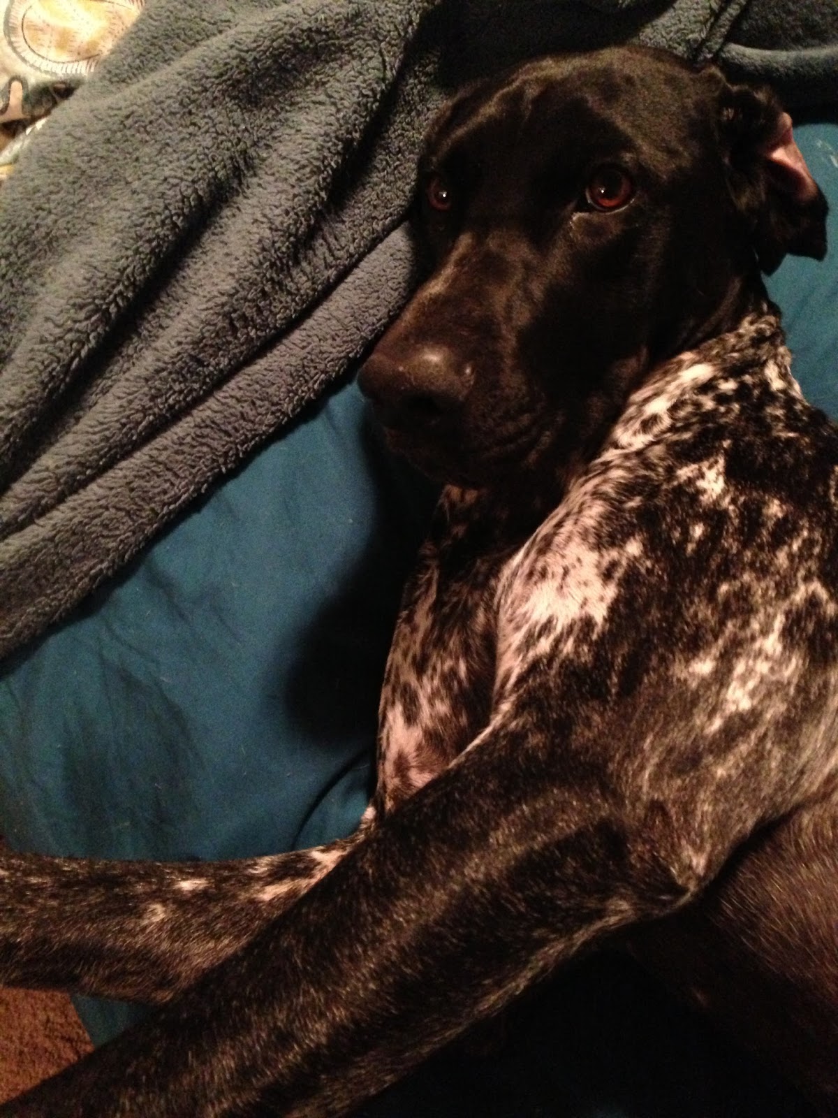 Adventures of a GSP Hunting Dog