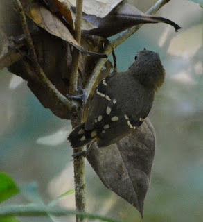 Plain-Throated Antwren Female, Isleria hauxwelli