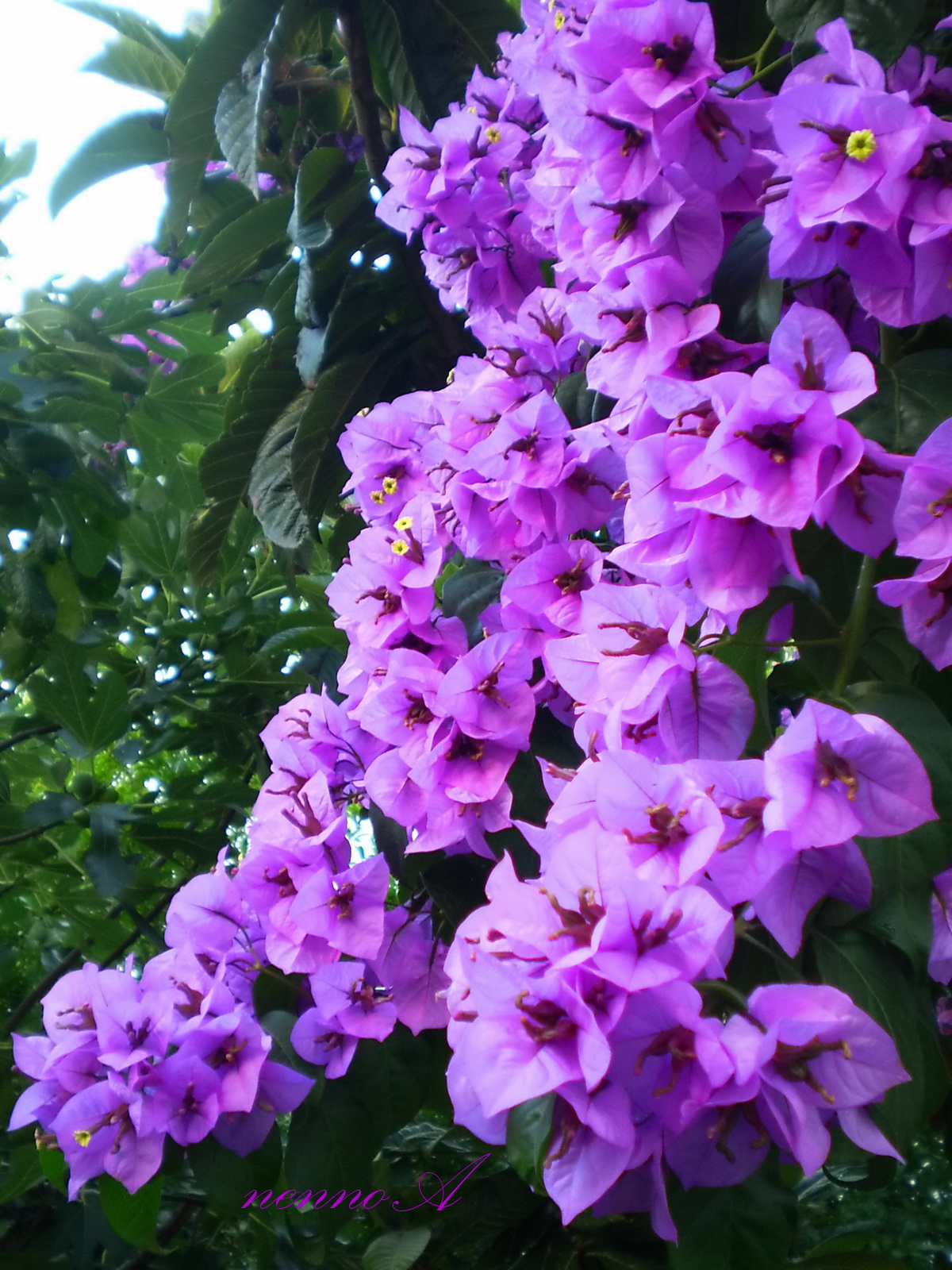 My photos Bougainvillea ( Bugenvilija )