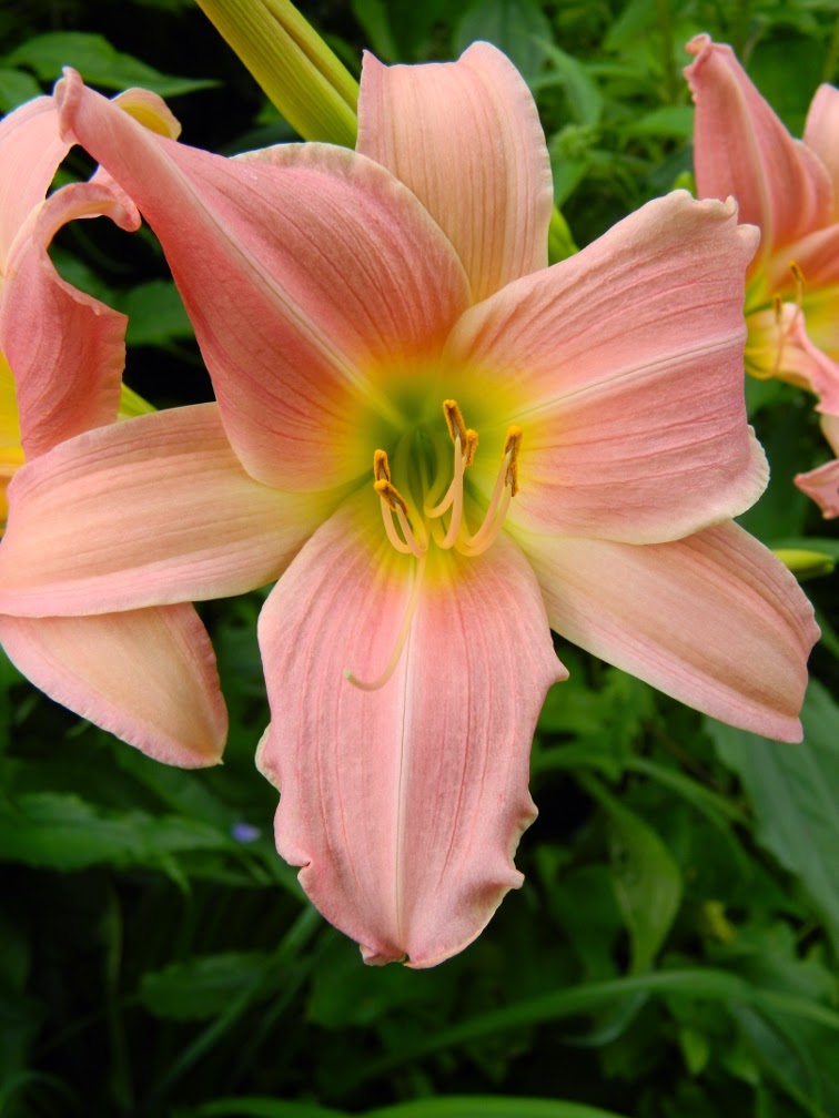 Bama Music daylily Hemerocallis by garden muses-not another Toronto gardening blog Bama Music daylily Hemerocallis by garden muses-not another Toronto gardening blog