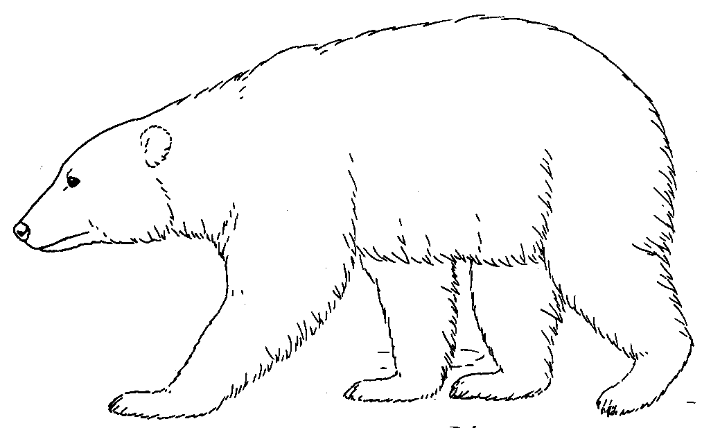 All Cliparts: Polar Bears Clipart