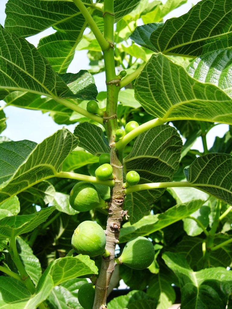 Xtremehorticulture of the Desert Figs Dropping From Tree