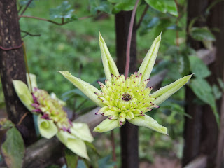 clematite remontante