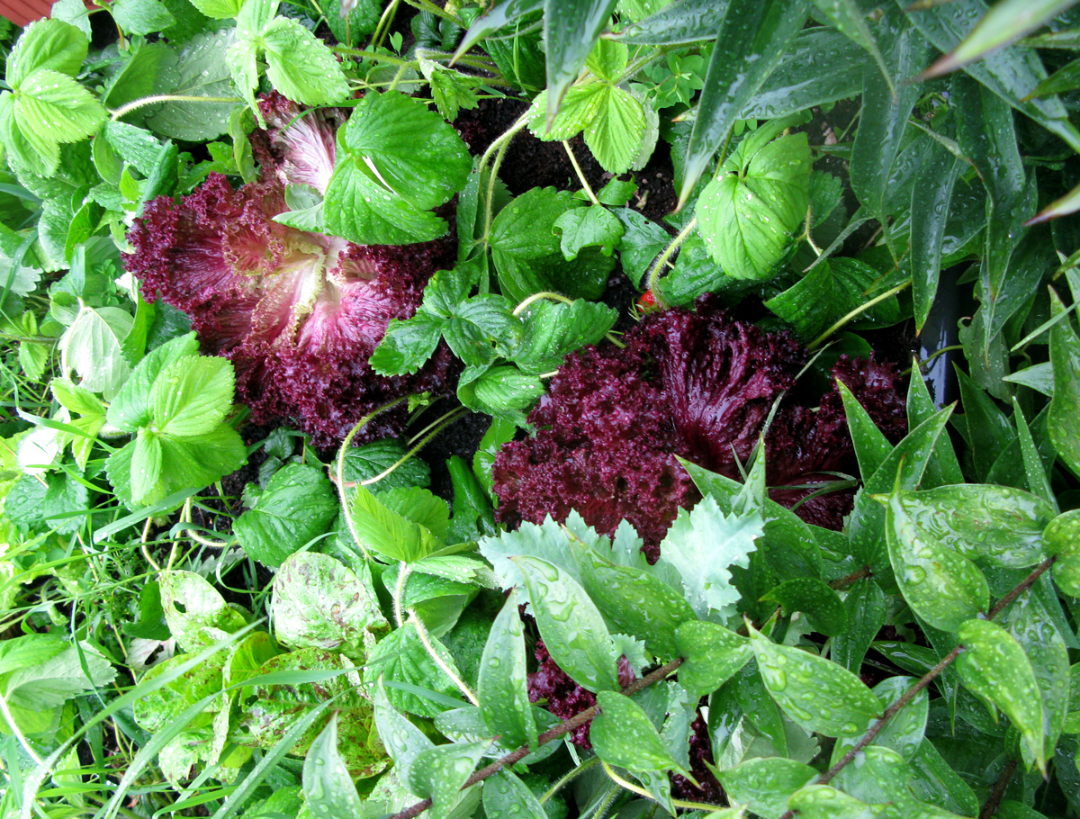 Growing Edibles in Vancouver, British Columbia Vegetables in the Front