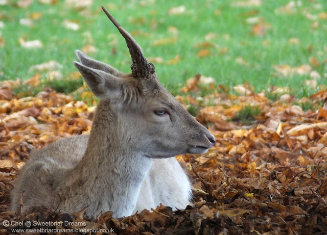 An Autumn Trip to Burghley House (Part I) @ www.sweetbriardreams.blogspot.co.uk