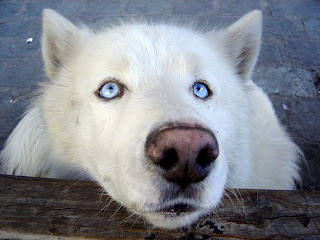 funny wolves wolf