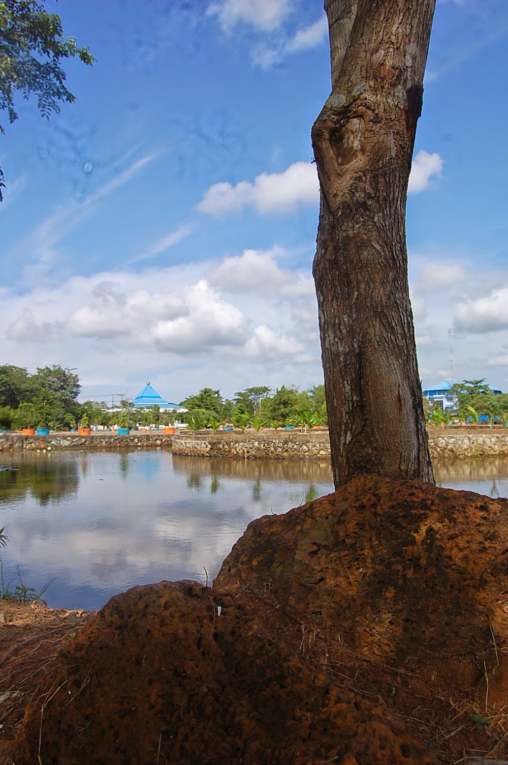 Foto tentang FUNGSI DAN JENIS-JENIS HUTAN