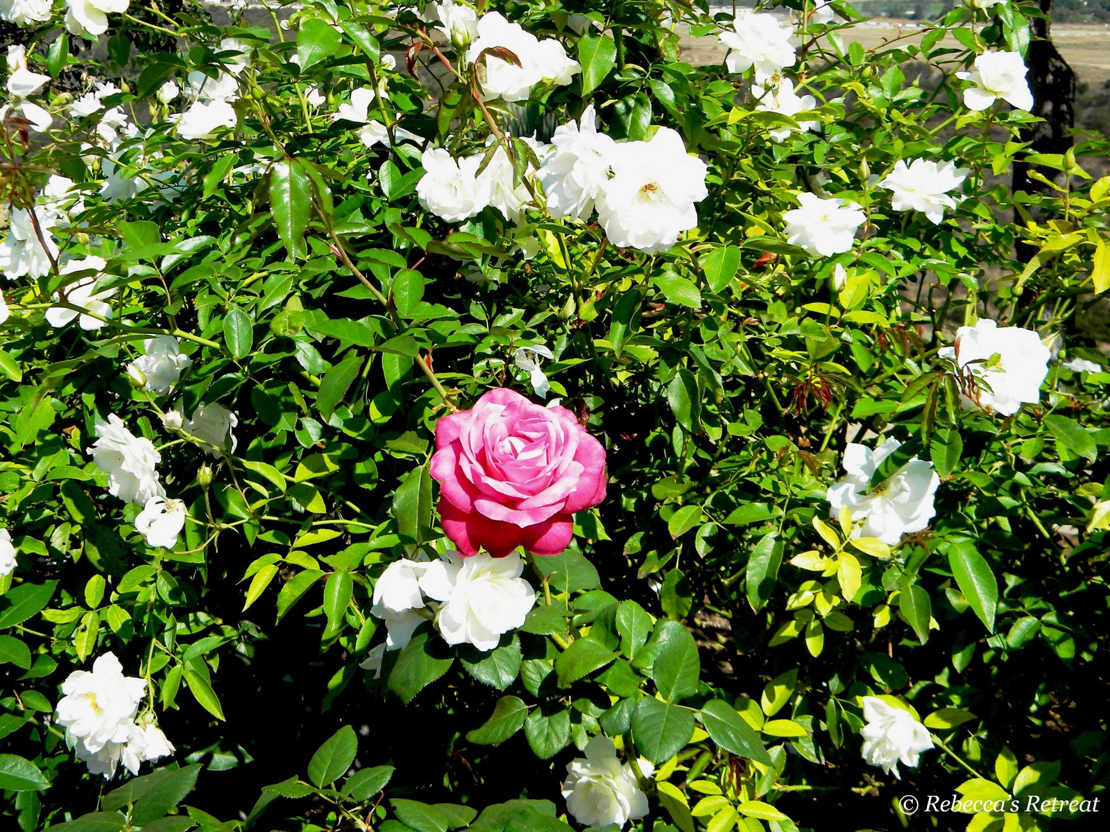 Rebecca’s Retreat Let's Go to San Diego