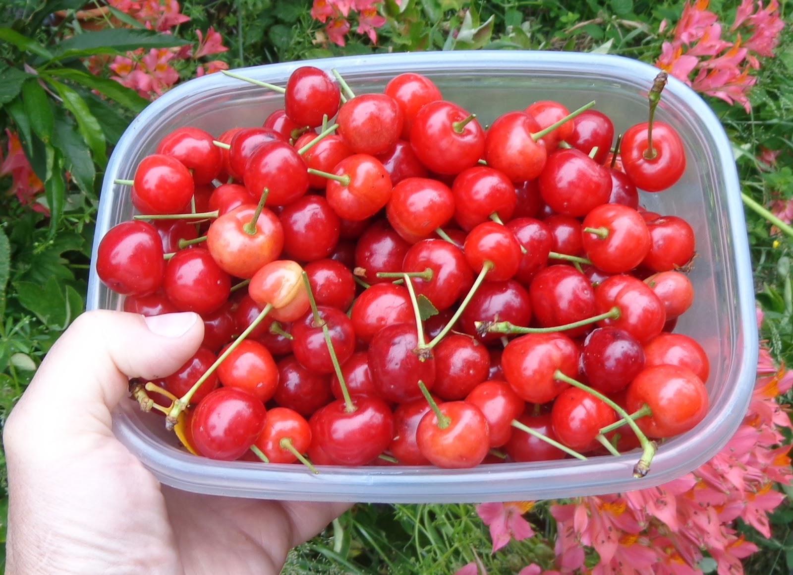 Growing Greener in the Pacific Northwest Cherries and Berries.