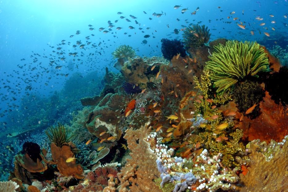 Pulau Komodo - Nusa Tenggara Timur