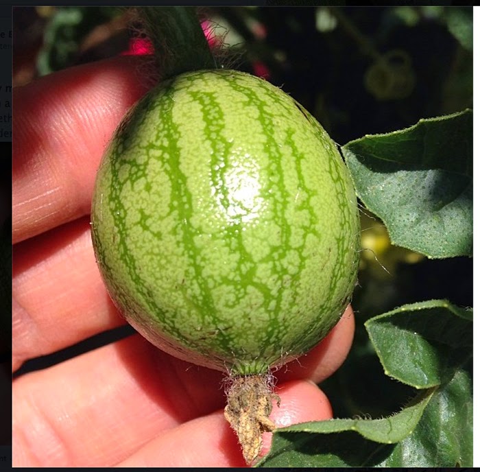 Everything you wanted to know about Miniature Mexican Watermelons