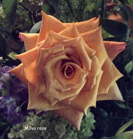rose milva