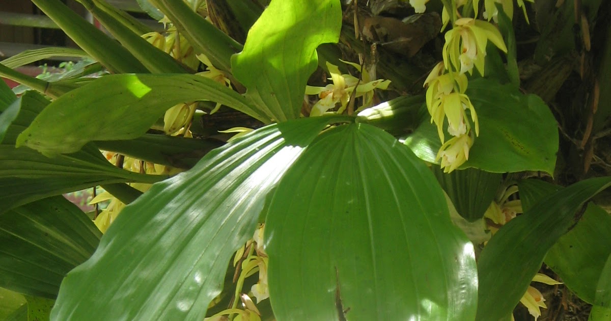 Anak Beringin: Bunga Tasbih