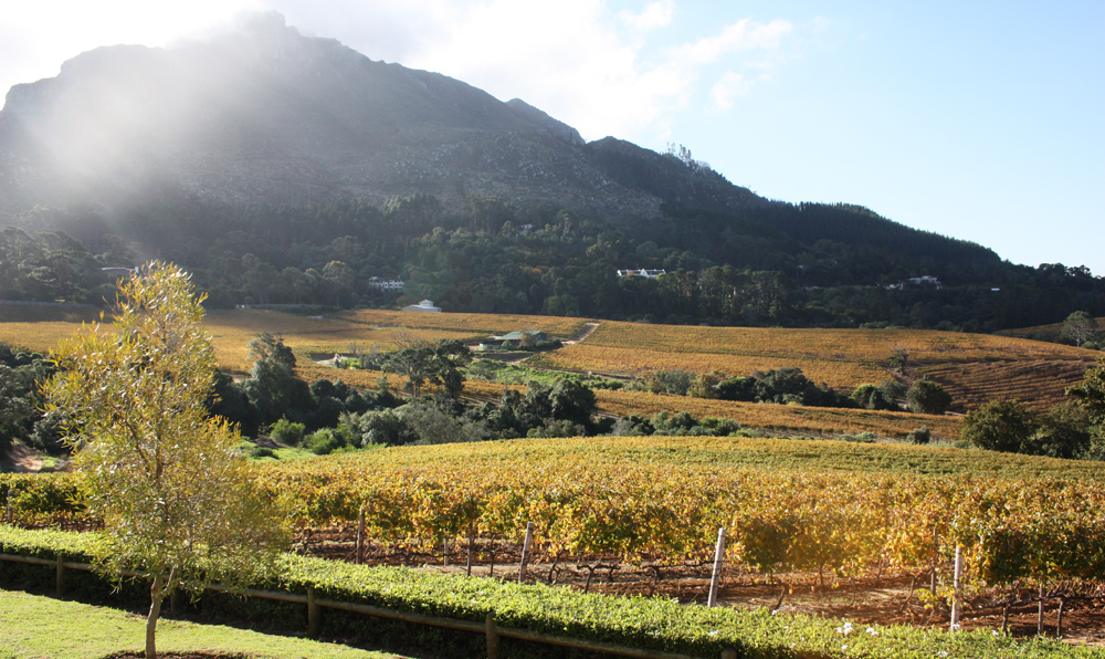 20something in Cape Town Wine Tasting in the Constantia Valley