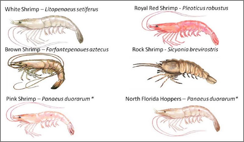 difference between shrimp and prawn pdf