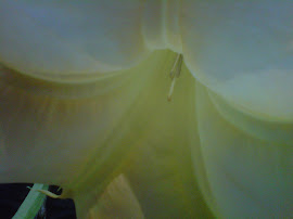 INSIDE DATURA