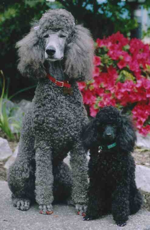Poodle Weight Chart