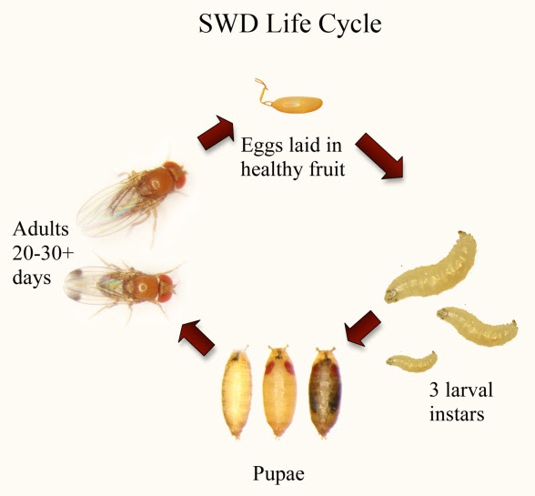 Garden Musings from Memphis Area Master Gardeners: Spotted Wing Drosophila