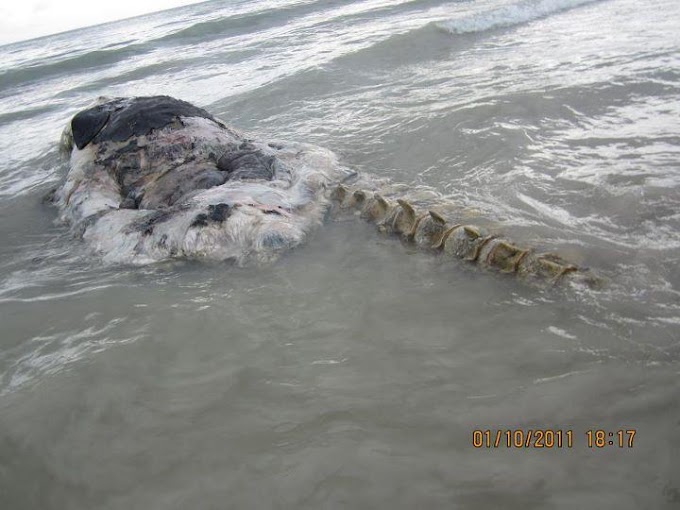 Bangkai Raksaksa Terdampar di Pantai Cenang, Langkawi