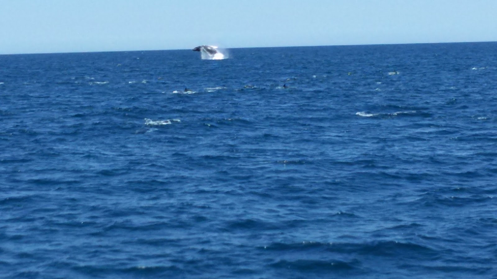 a la rencontre des baleines