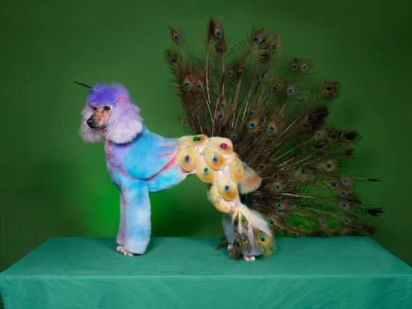 Ren Netherland fotografia animais estimação cães cachorros extreme pets fantasia Pavão Ren Netherland fotografia animais estimação cães cachorros extreme pets fantasia Pavão