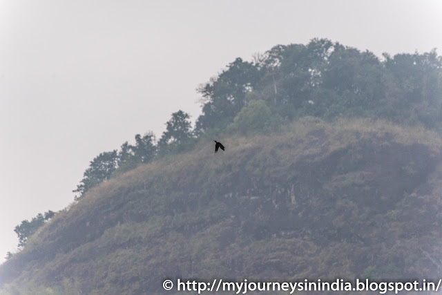 Thattekad White Bellied Woodpecker flight