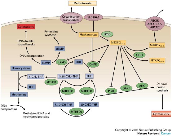 mozahedul islam s blog methotrexate methotrexate moa