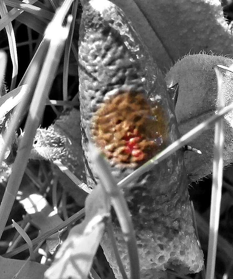 Bills Garden Tips The "Plants" Have Eyes