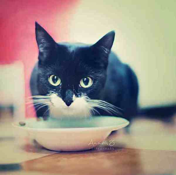 Kucing dan Minumannya Kucing dan Minumannya