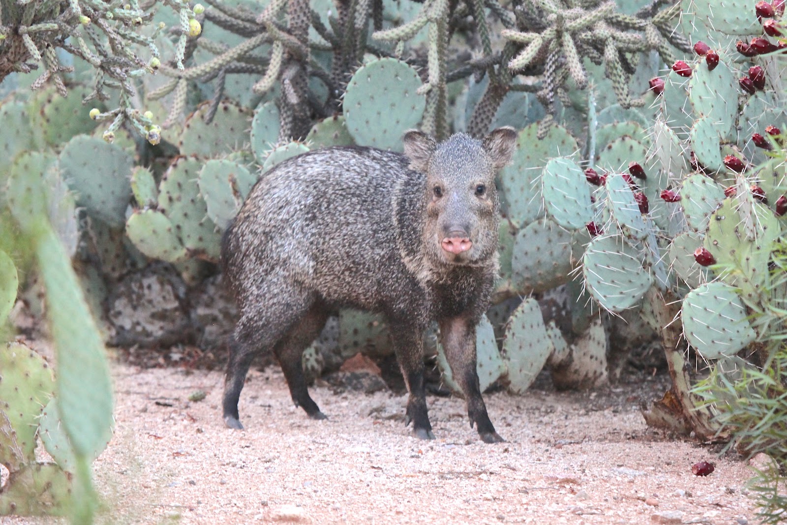 The Azure Gate More Moms with Babies Deja Vu