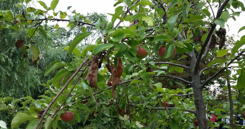 Crab Apple Trees Long Island Crab Apple Trees Long Island