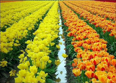 Garden Tulips in Netherlands