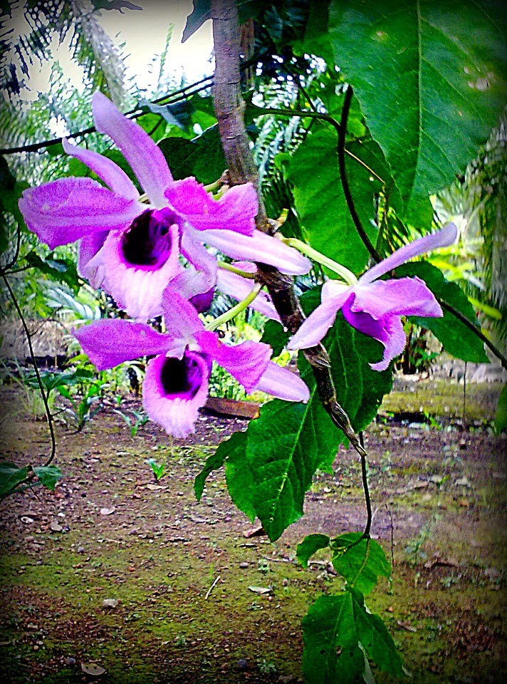 Bunga Orkid @ Anggerik Desa