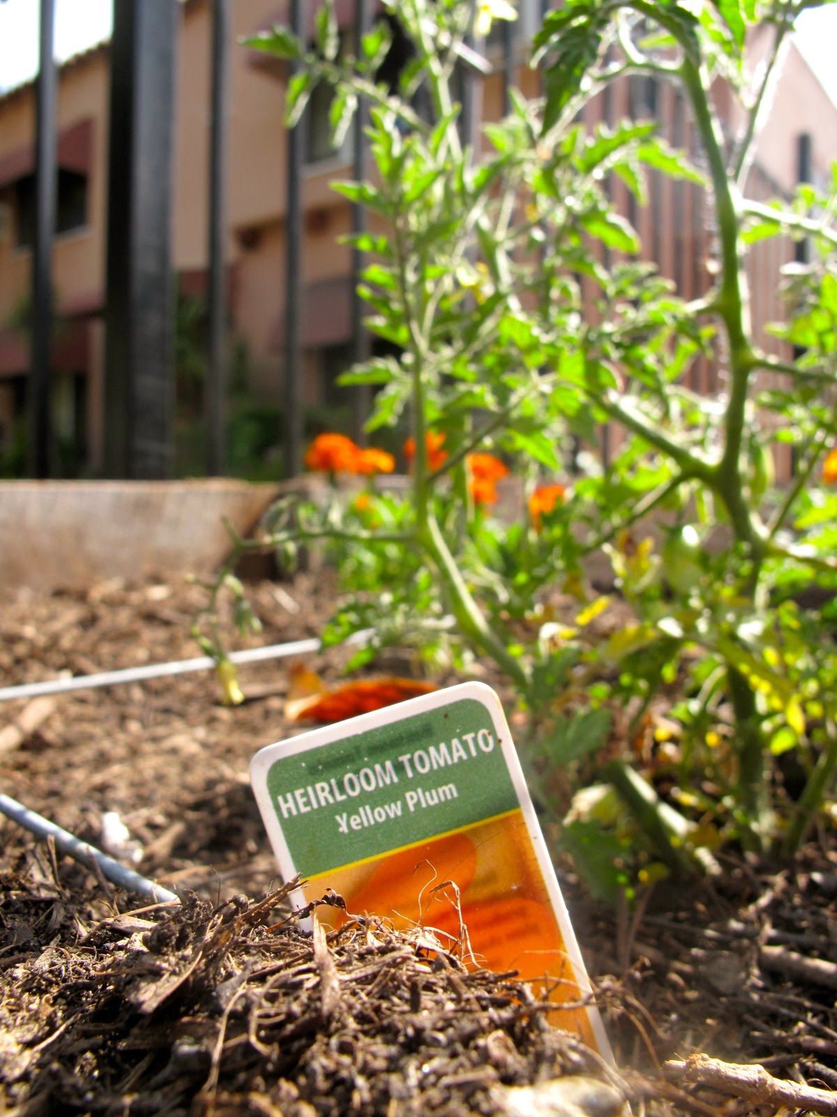 JACK at RANDOM DIY Reclaimed Wood, Raised Bed Garden