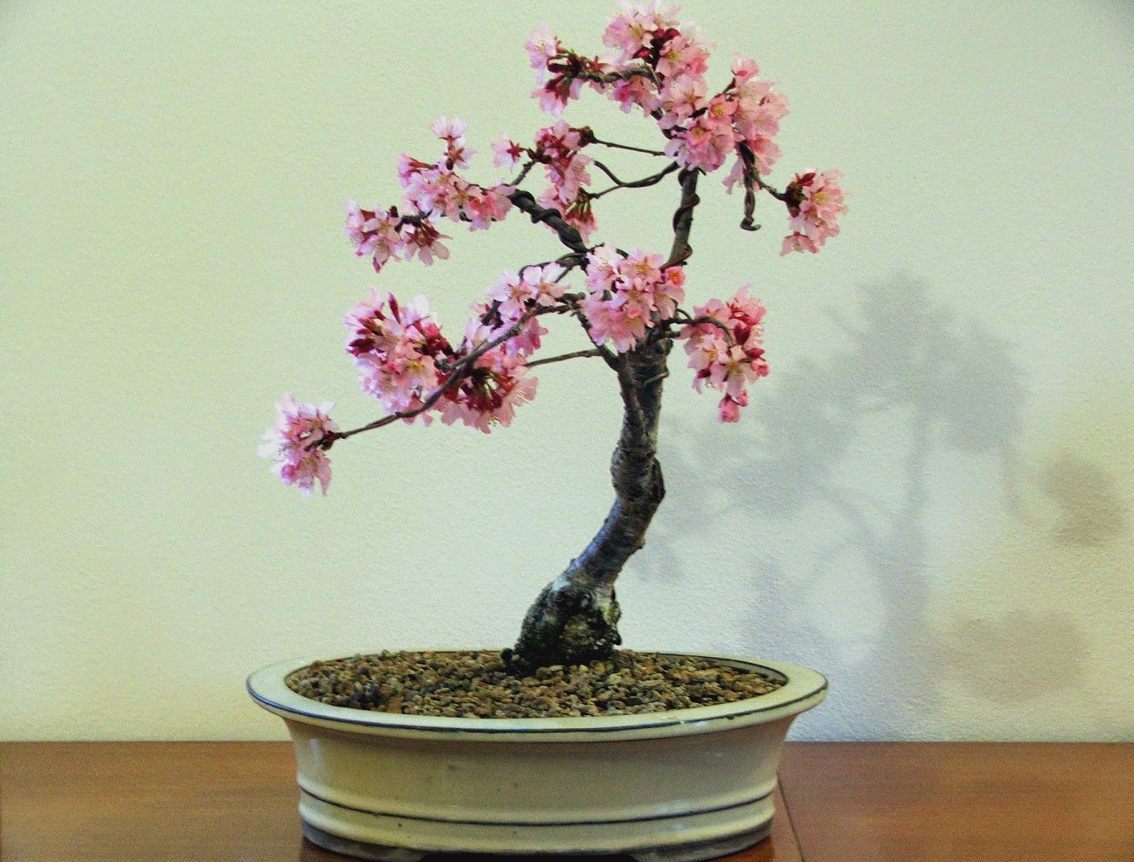 Evoluzione Bonsai bonsai di ciliegio da fiore prunus subhirtella cherry blossom