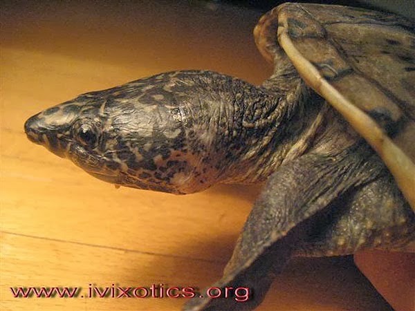 Staurotypus triporcatus, mexican giant musk turtle