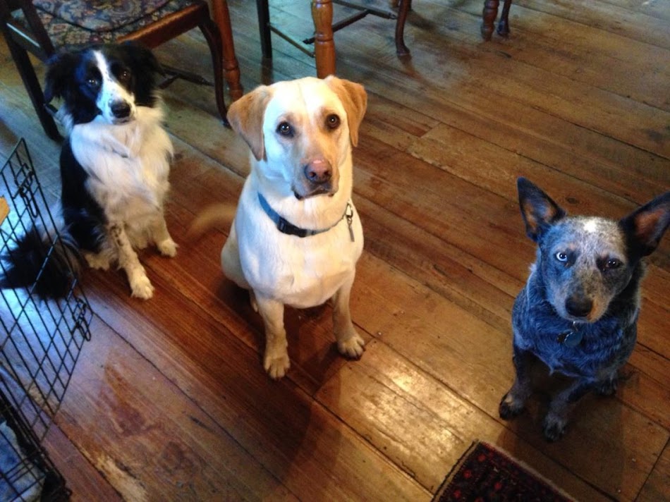 Dogs on Duty at High Ground Farm