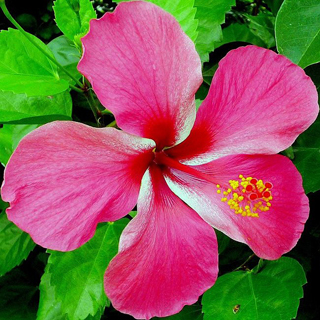 Hibiscos rosa Hibiscos rosa