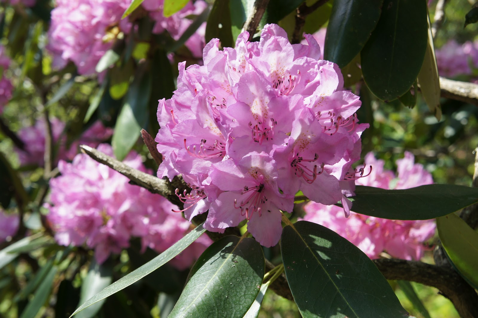 A Park Ranger�s Life Wild Shrubs Flowering on the Blue